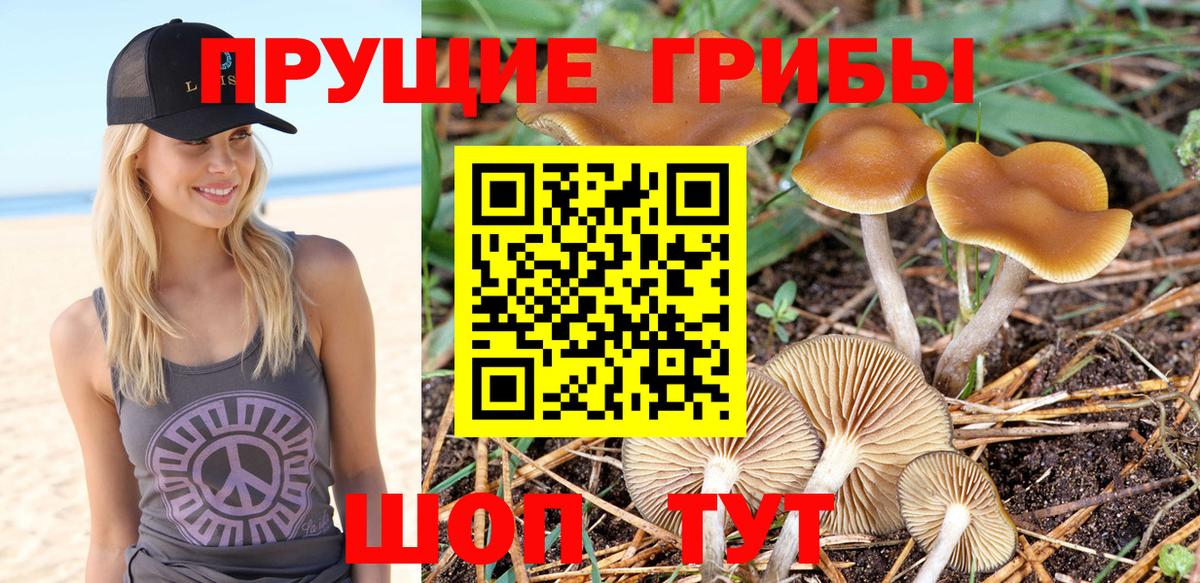 Псилоцибиновые грибы мицелий Саянск